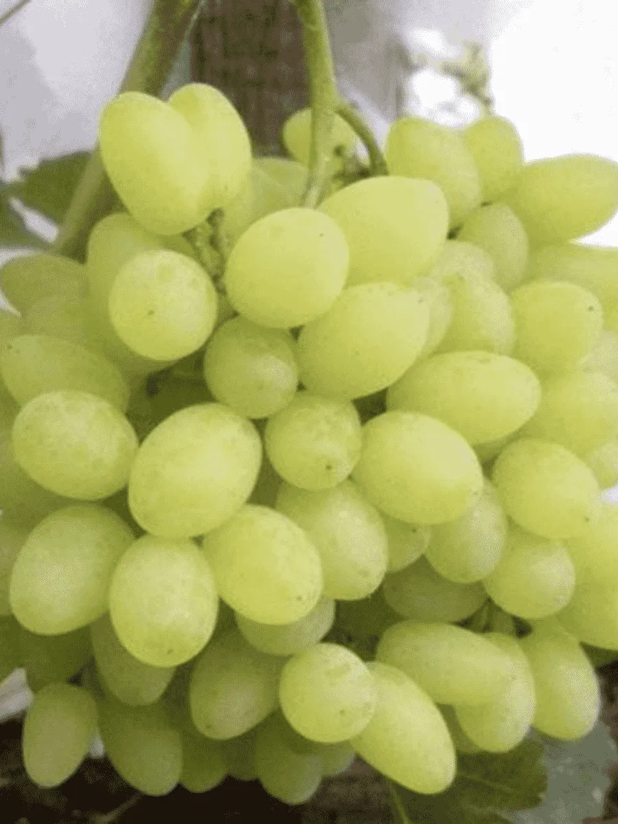 Виноград культурный Русбол мускатный