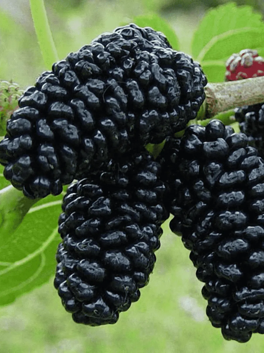 Шелковица черная