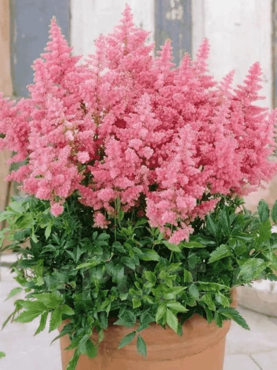 Астильба японская Country and Western