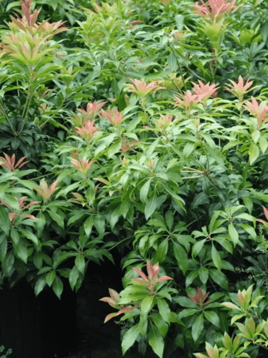 Пиерис японский Scarlet O’Hara