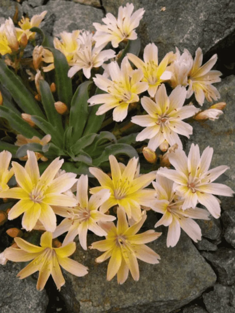 Левизия длиннолепестковая Peach