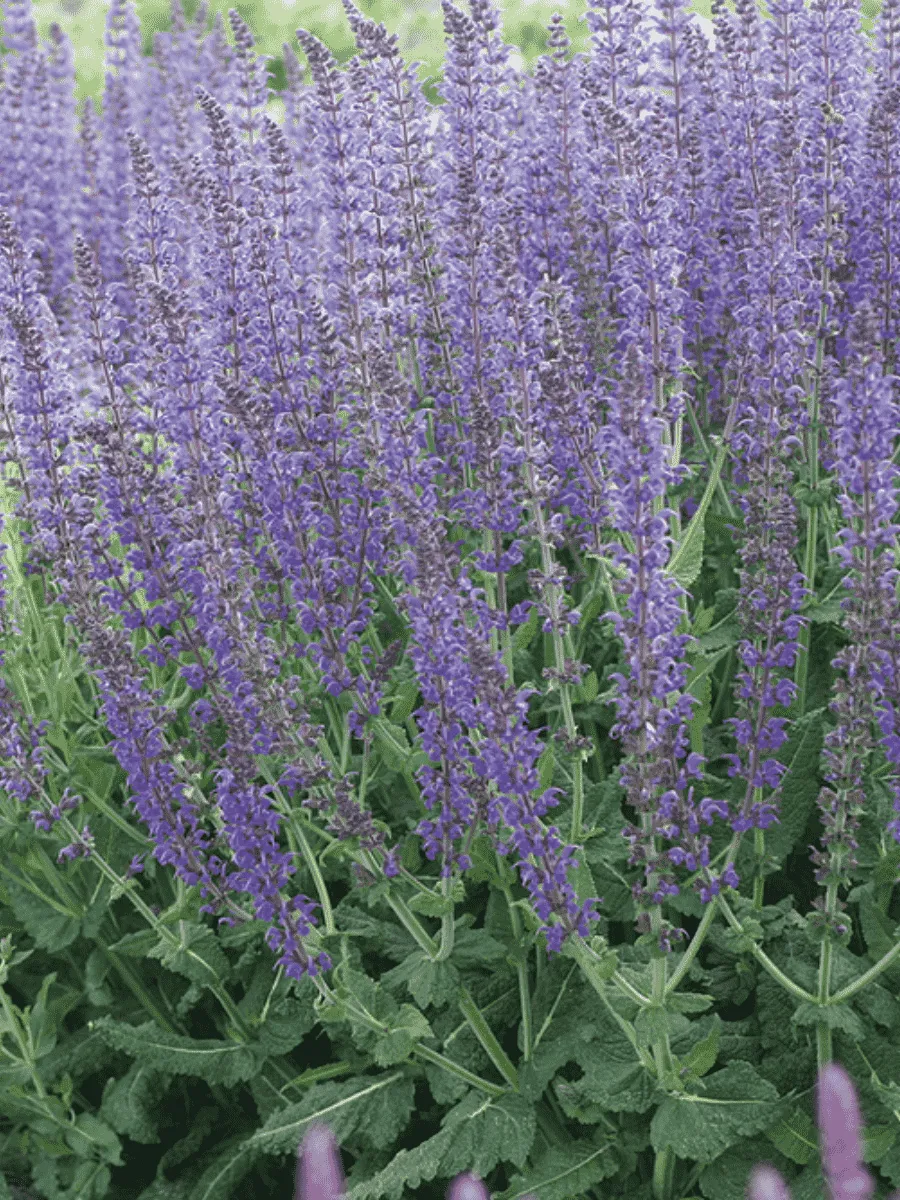 Шалфей дубравный Mainacht