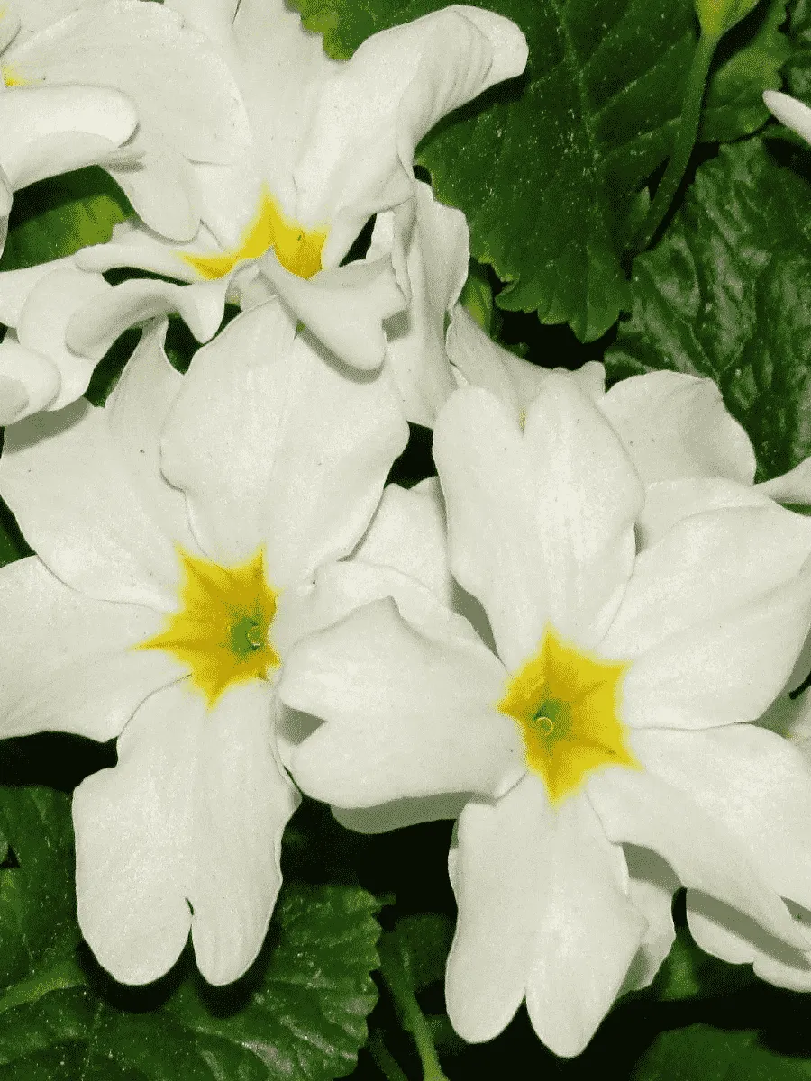 Примула Юлии Sneeuwwitje