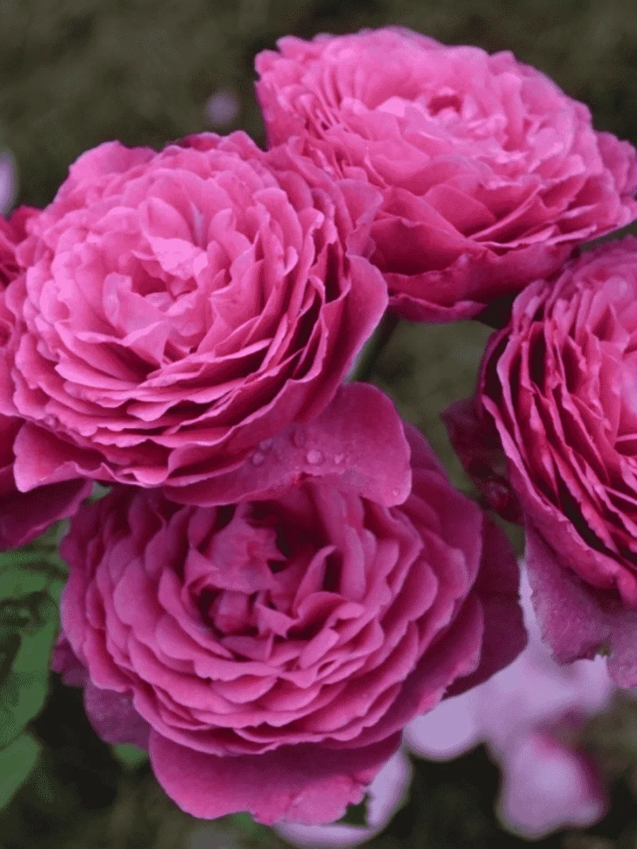 Роза кустовая Ventilo