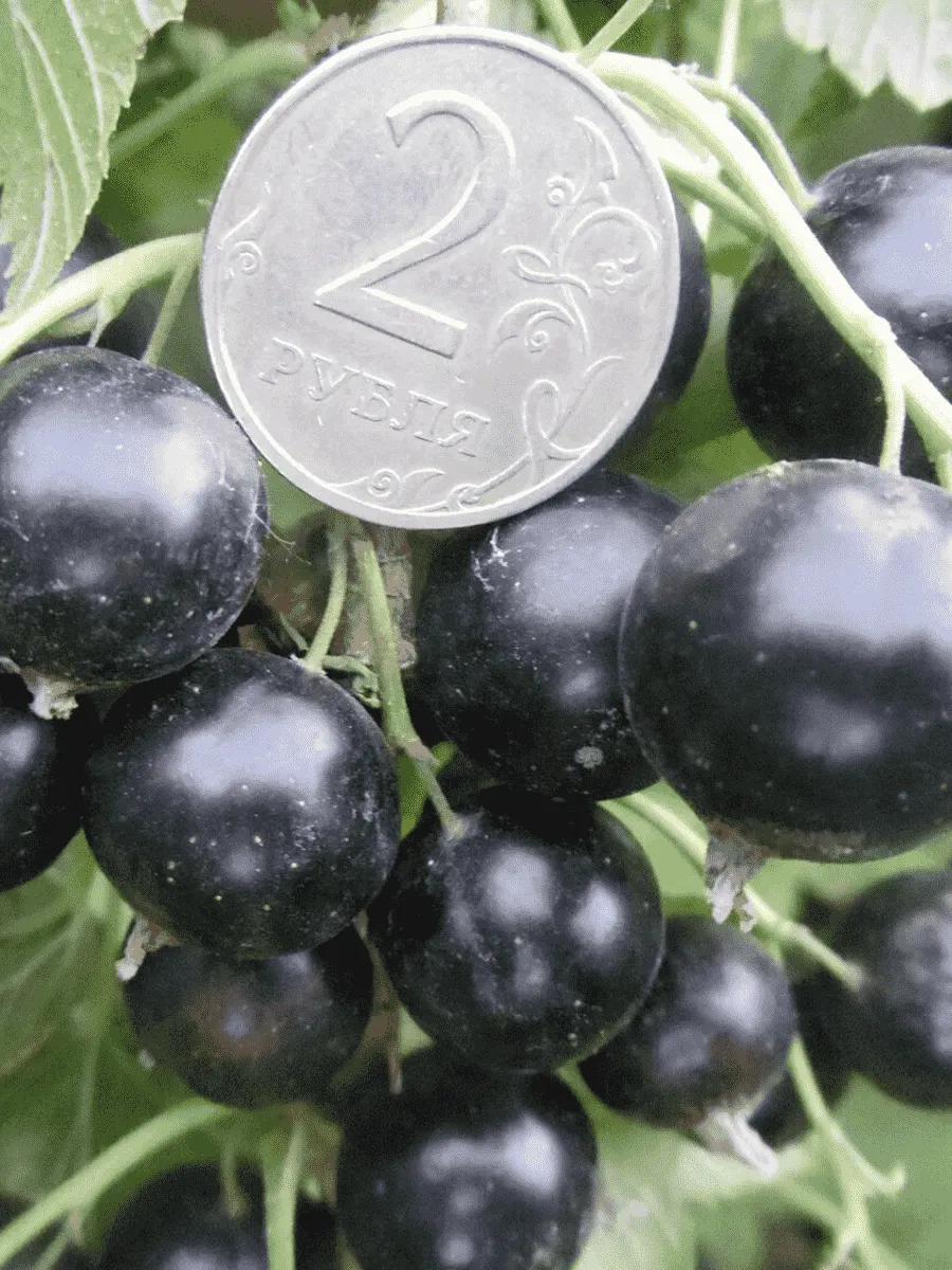 Смородина черная Ядреная