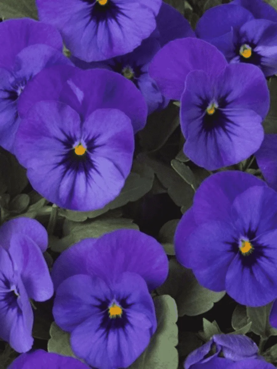 Виола рогатая  Twix Deep Blue with Eye