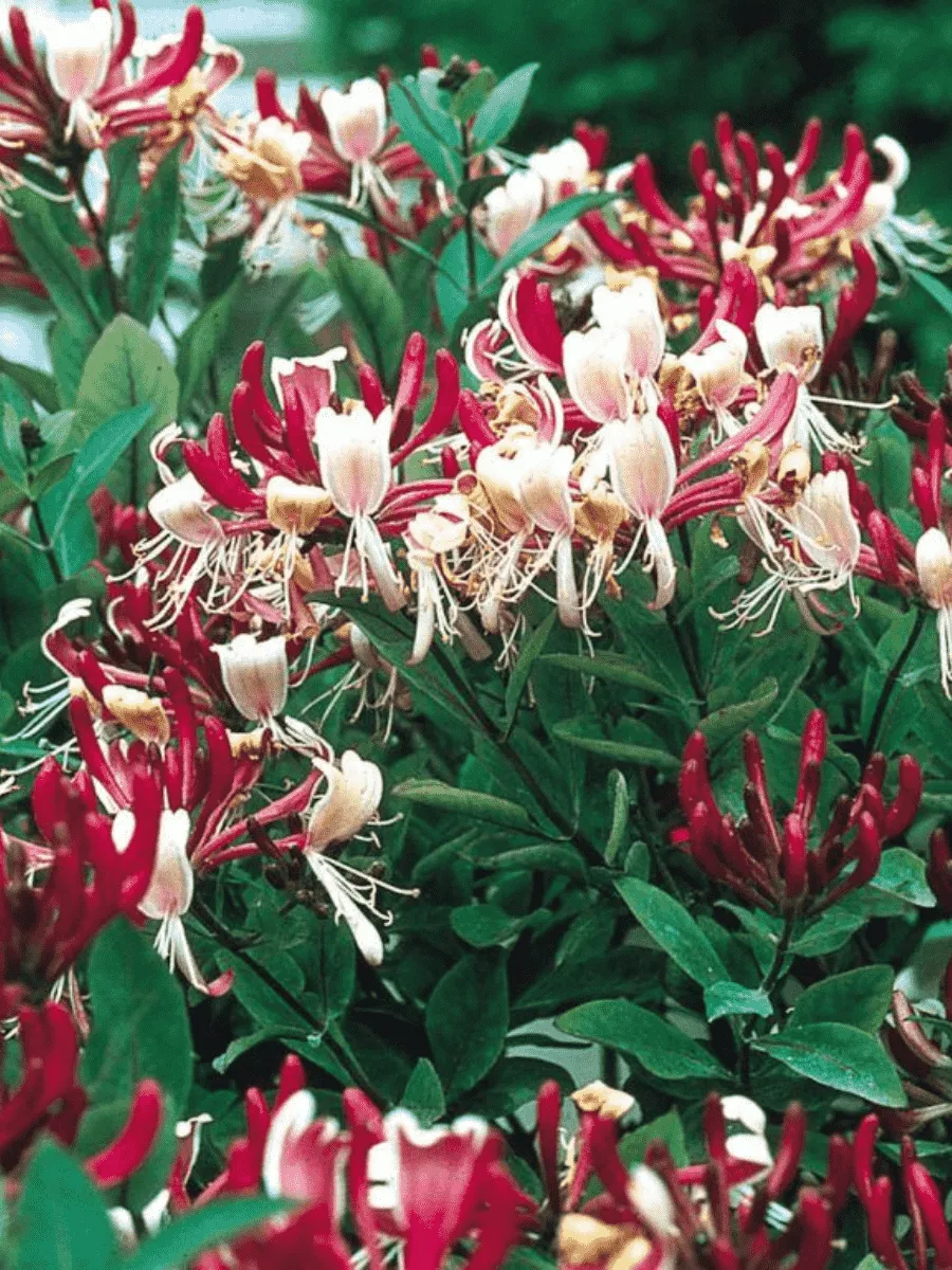 Жимолость вьющаяся Serotina