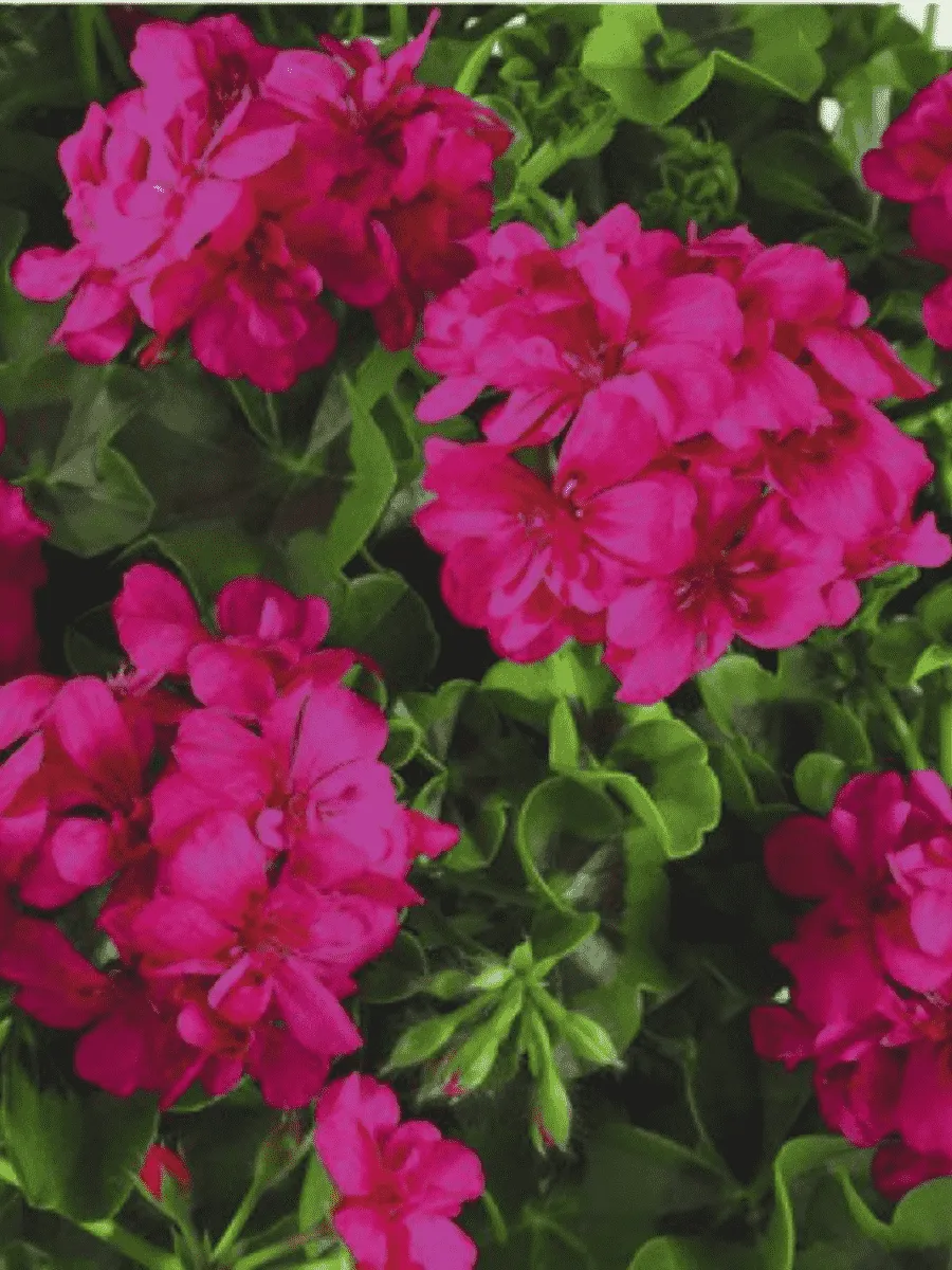 Пеларгония плющелистная Toscana Big5 Neon Pink