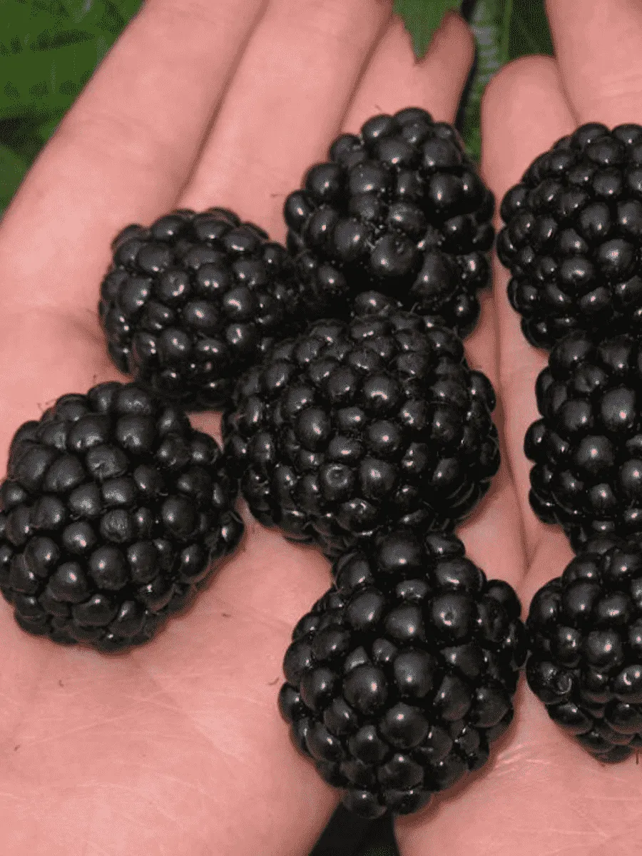 Ежевика садовая Jumbo