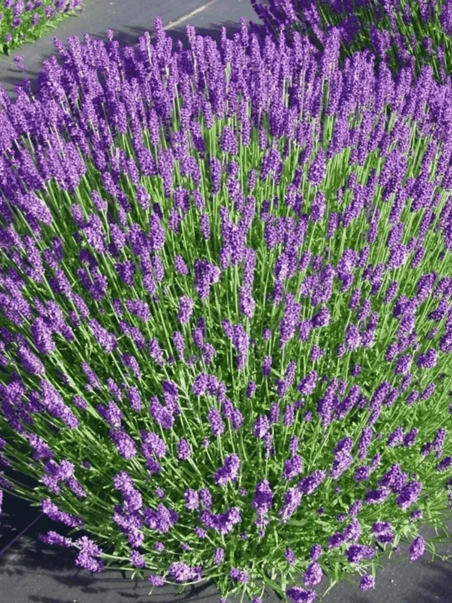 Лаванда узколистная Hidcote Compact