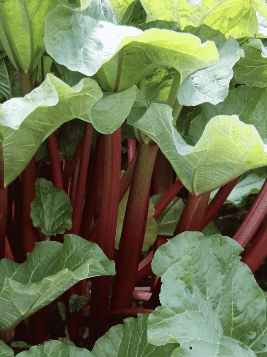 Ревень Vinebar