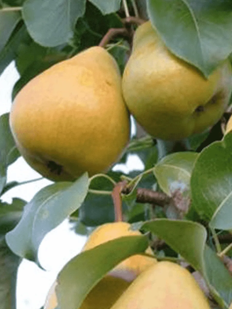 Груша Кафедральная