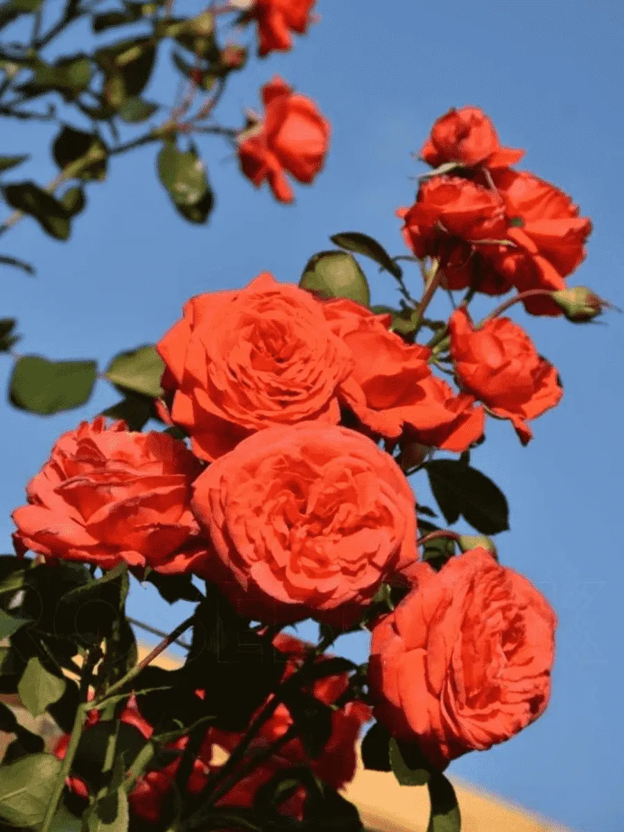 Роза плетистая Salita