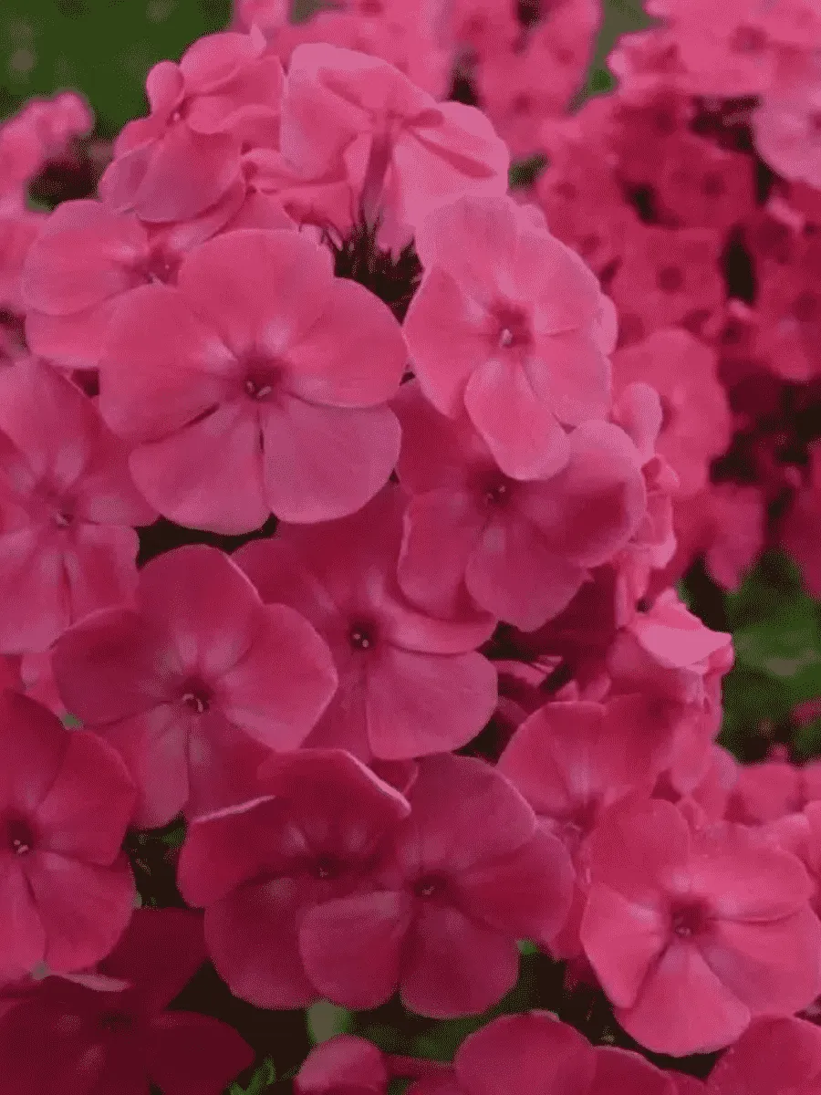 Флокс метельчатый Римма