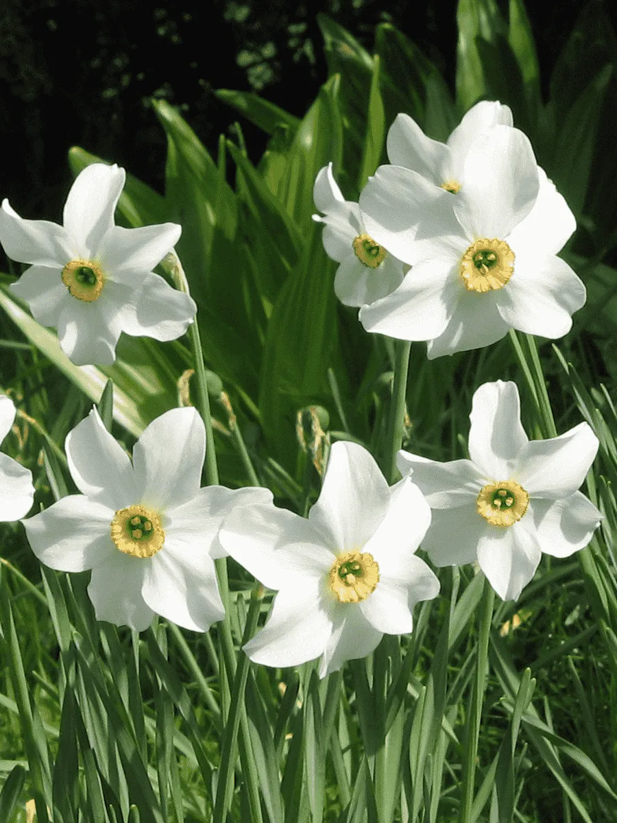 Нарцисс Recurvus