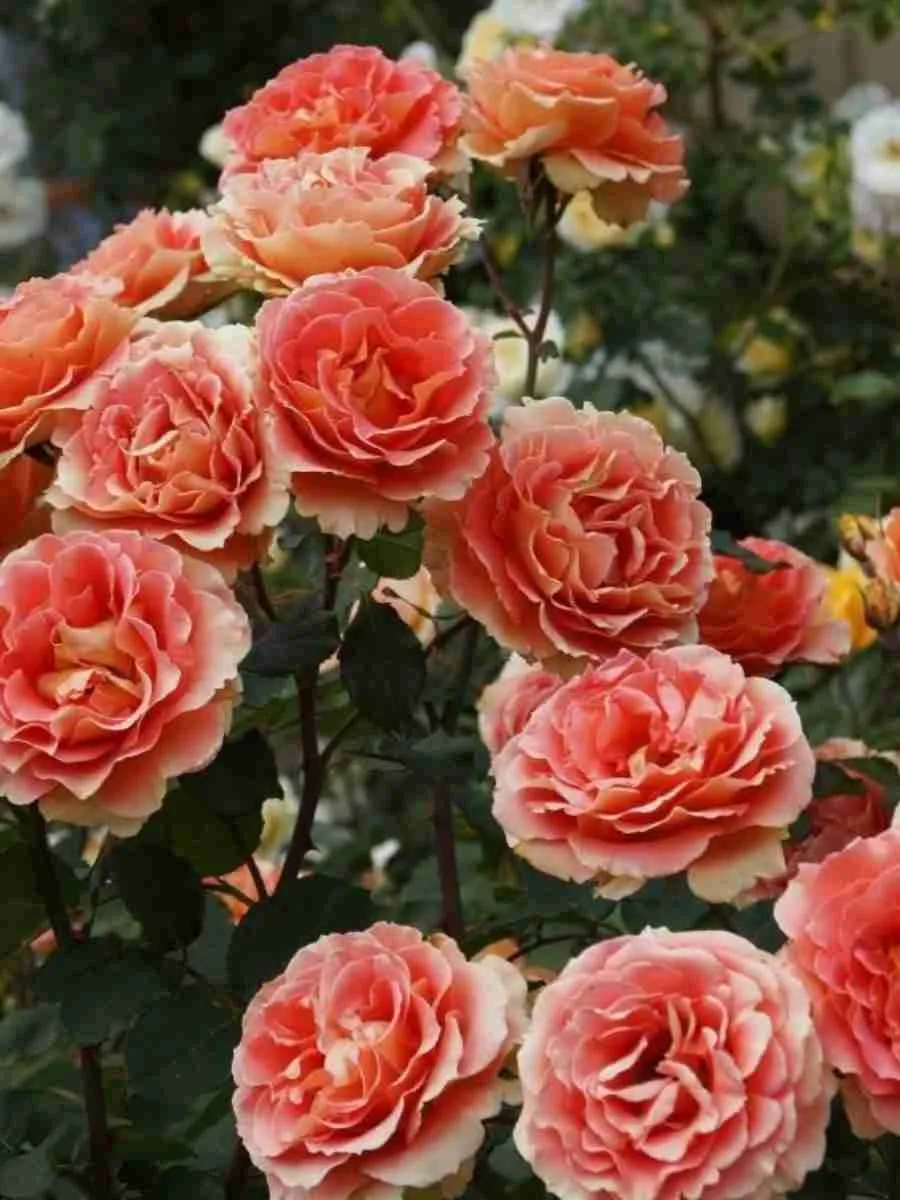 Флорибунда