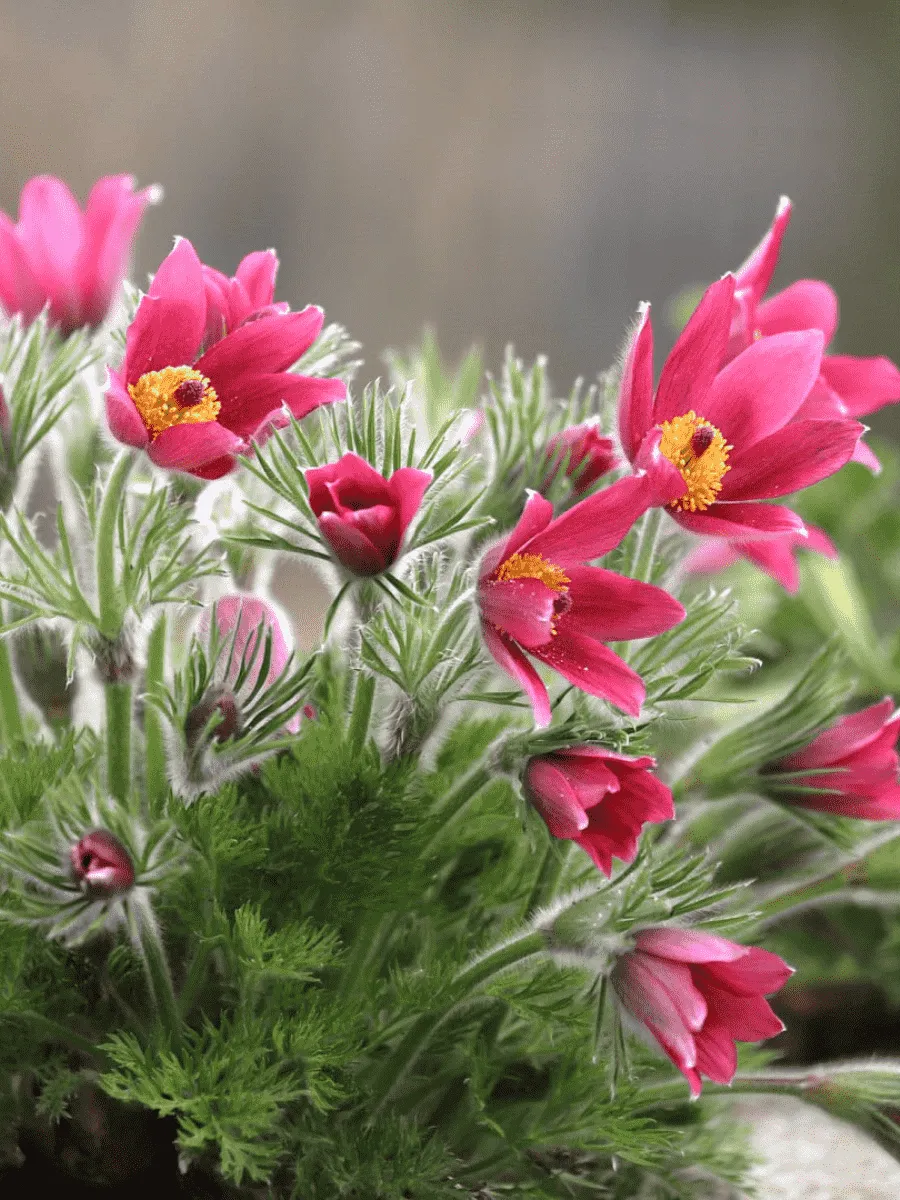 Прострел обыкновенный Rose Bells 