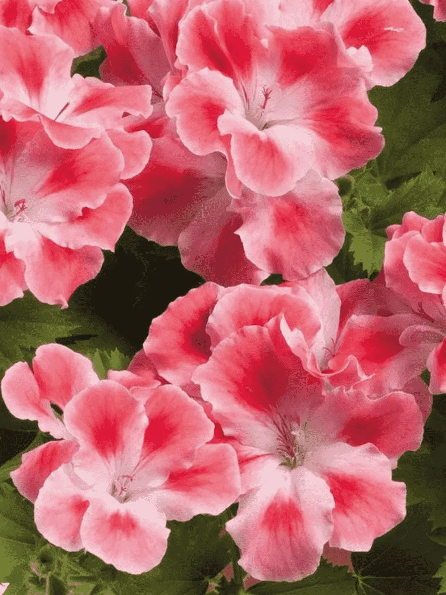 Пеларгония королевская Clarion Peach