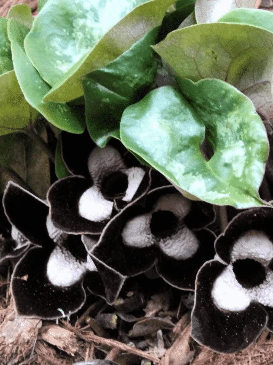 Копытень европейский 'Ling Ling'