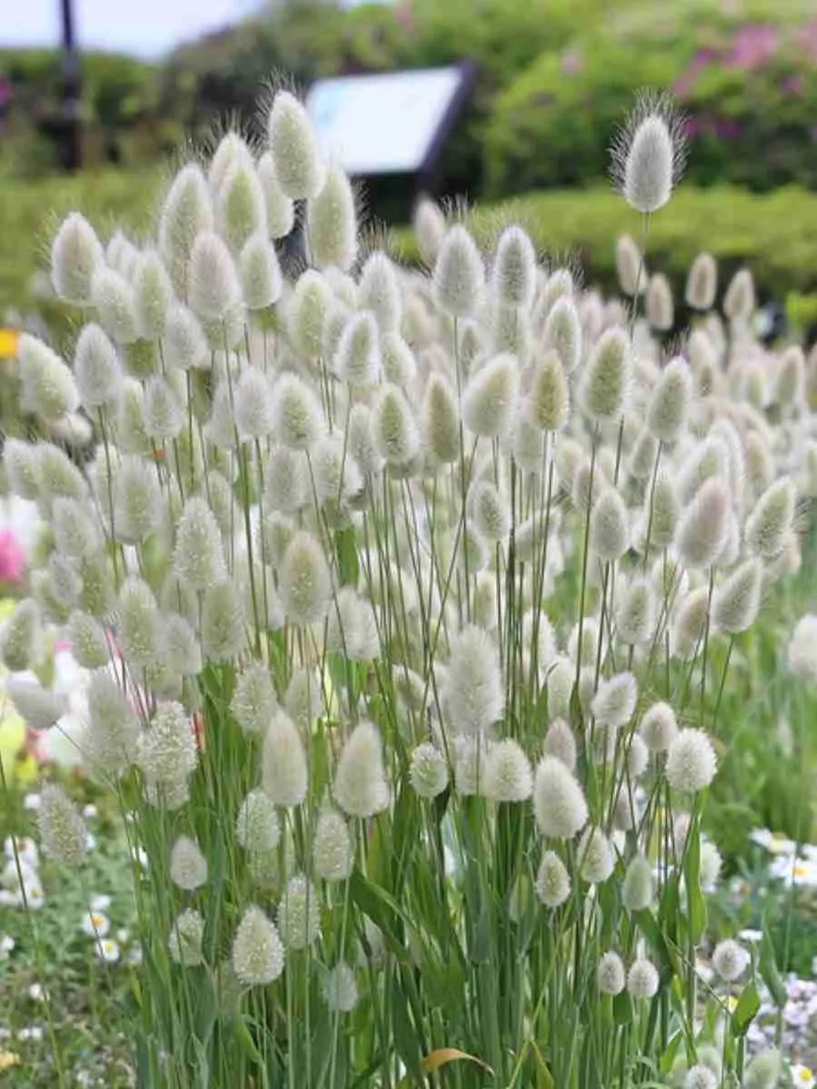 Зайцехвост