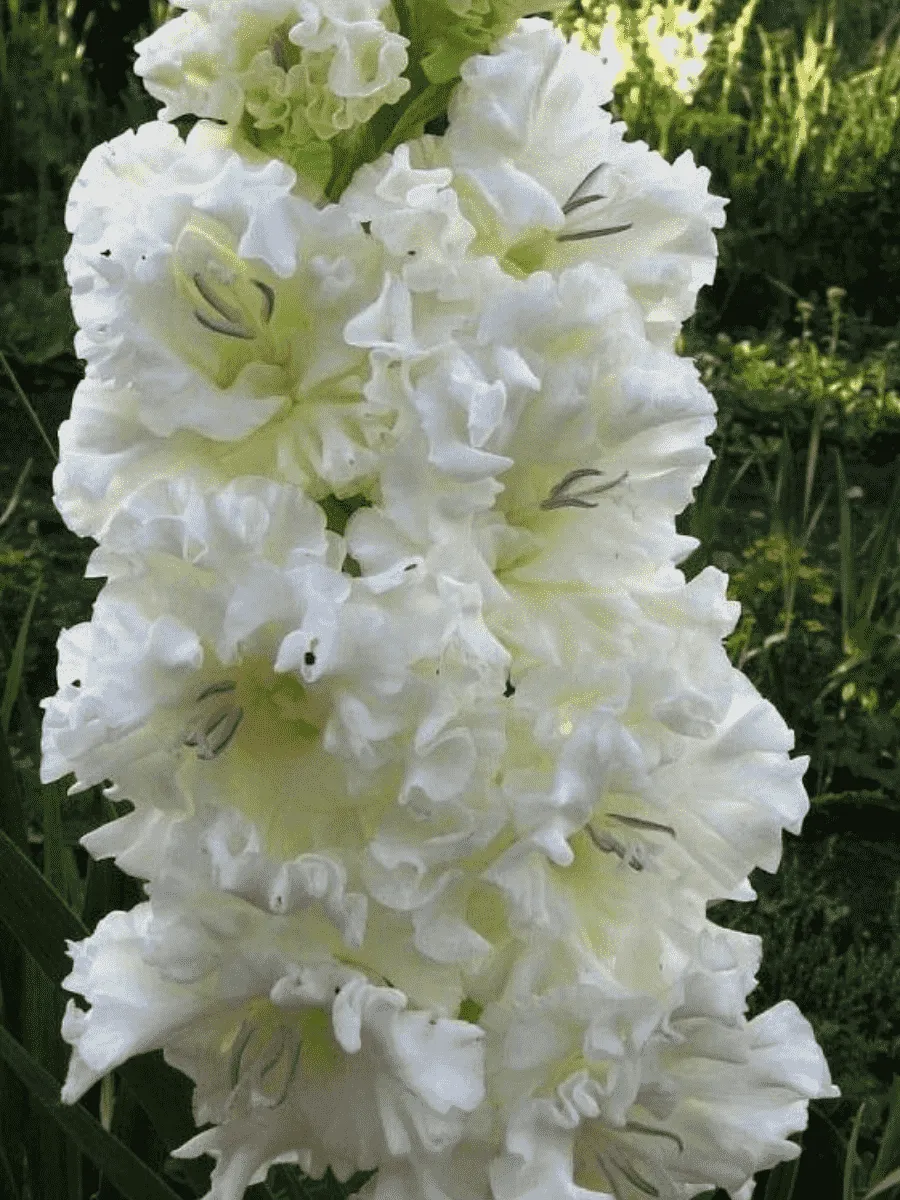 Гладиолус Snowy Frizzle