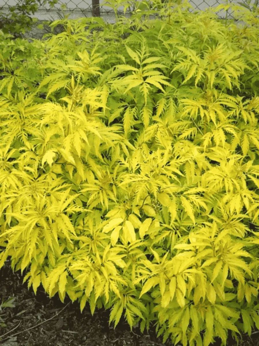 Бузина красная Sutherland Gold