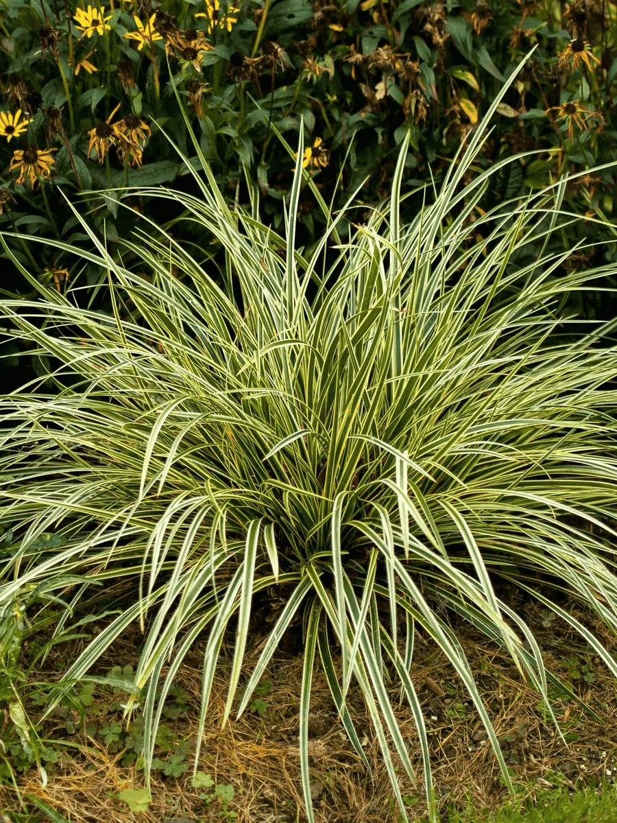 Осока морроу Goldband