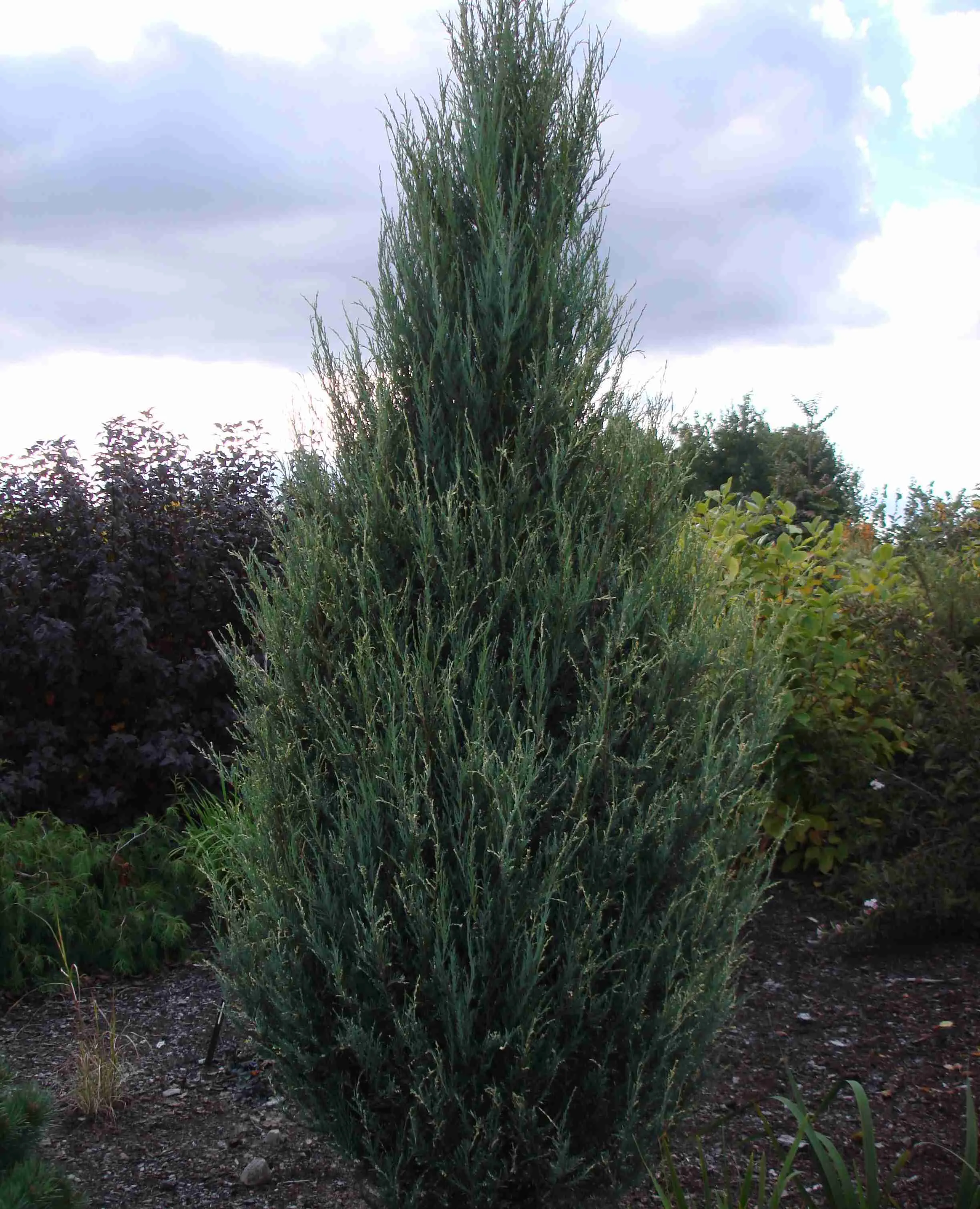 Можжевельник скальный Silver Star