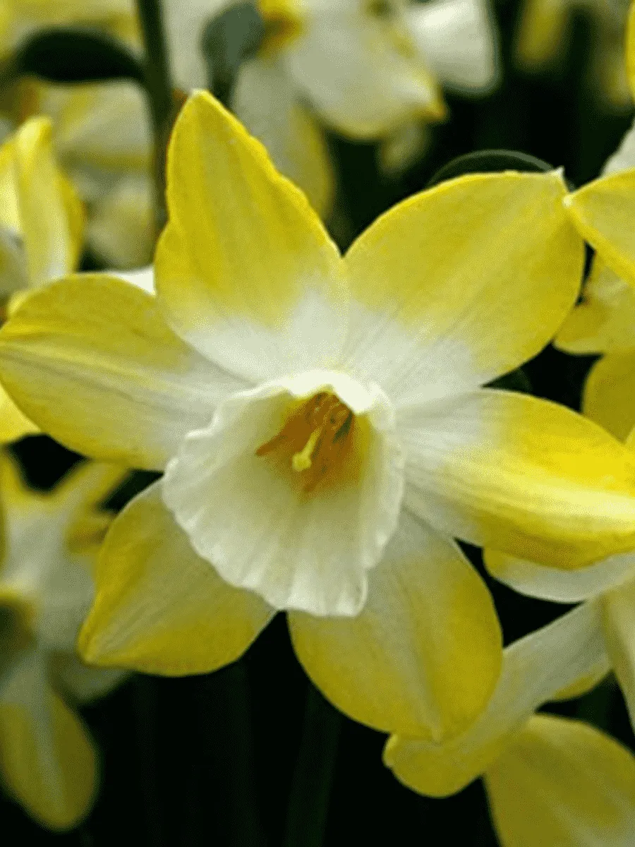 Нарцисс Pipit