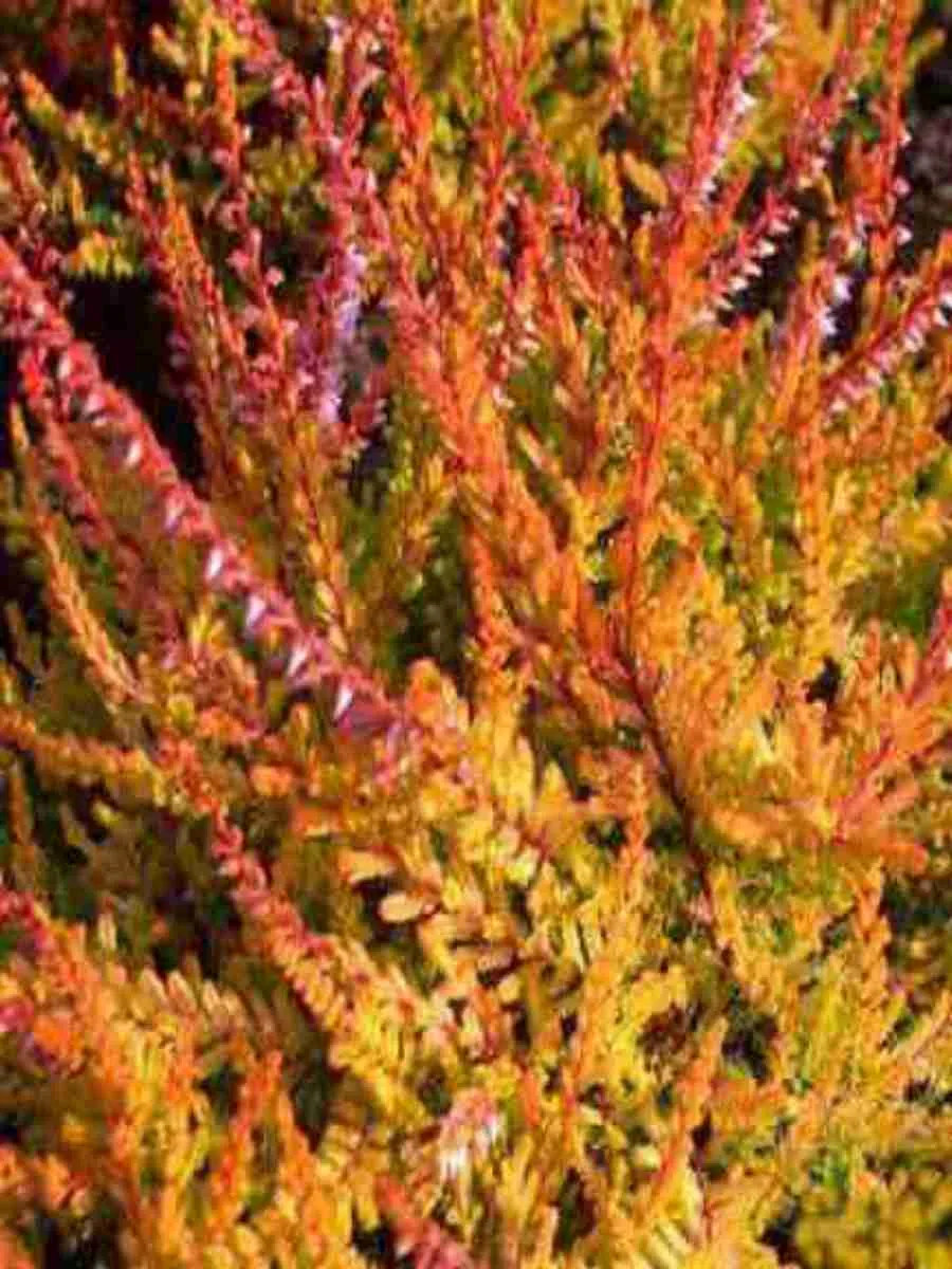 Вереск обыкновенный Wickware Flame