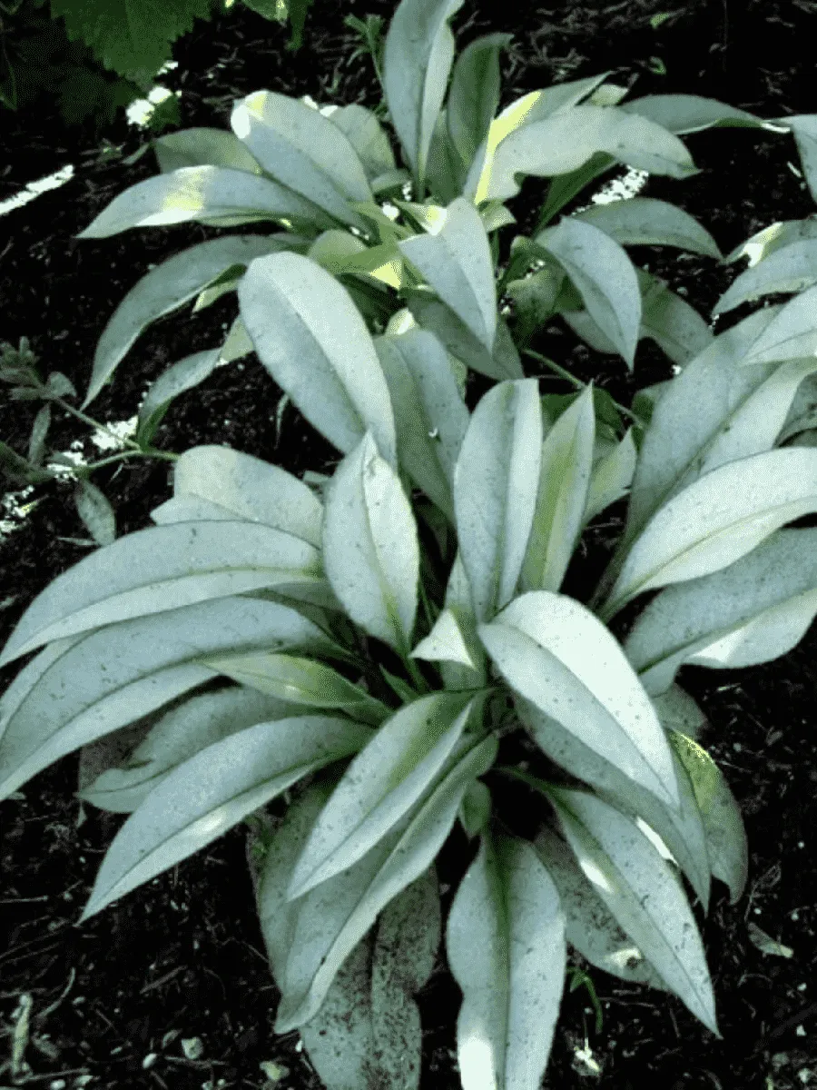 Медуница гибридная Samourai