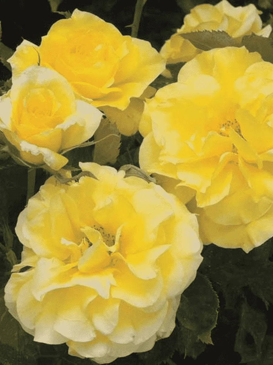 Роза Флорибунда Sunsprite