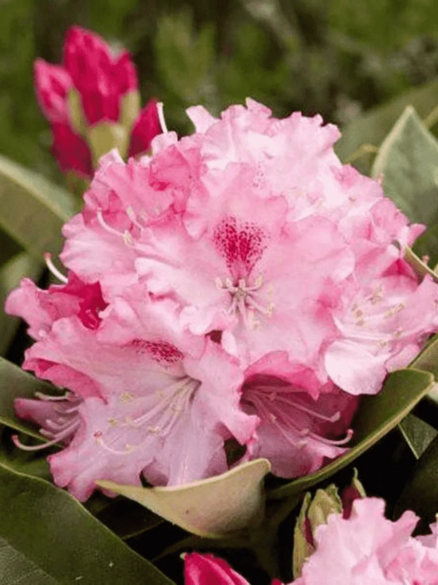 Рододендрон якушиманский  Excelsior