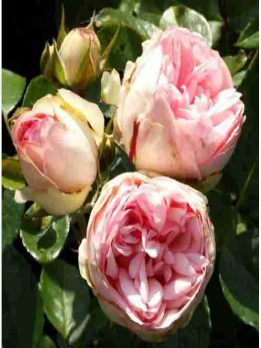 Роза кустовая Charming Piano