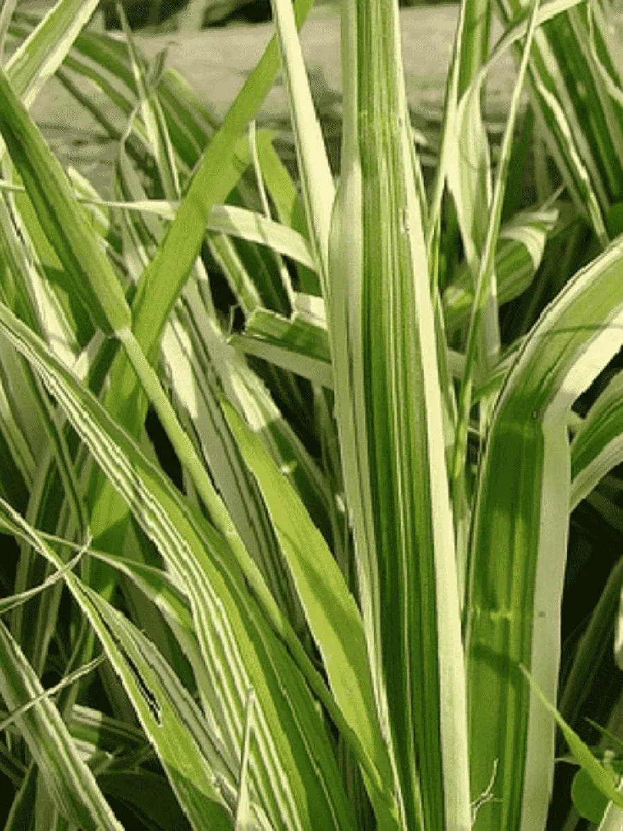 Фалярис тростниковый Dwarf Garters