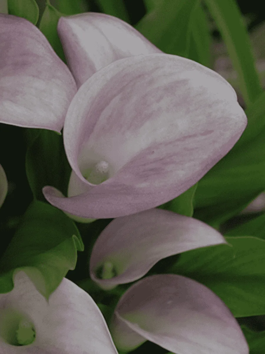 Калла Ruby Light Pink Ice