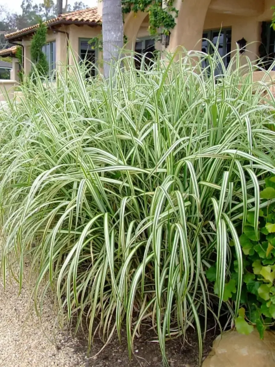 Мискантус китайский Variegatus 