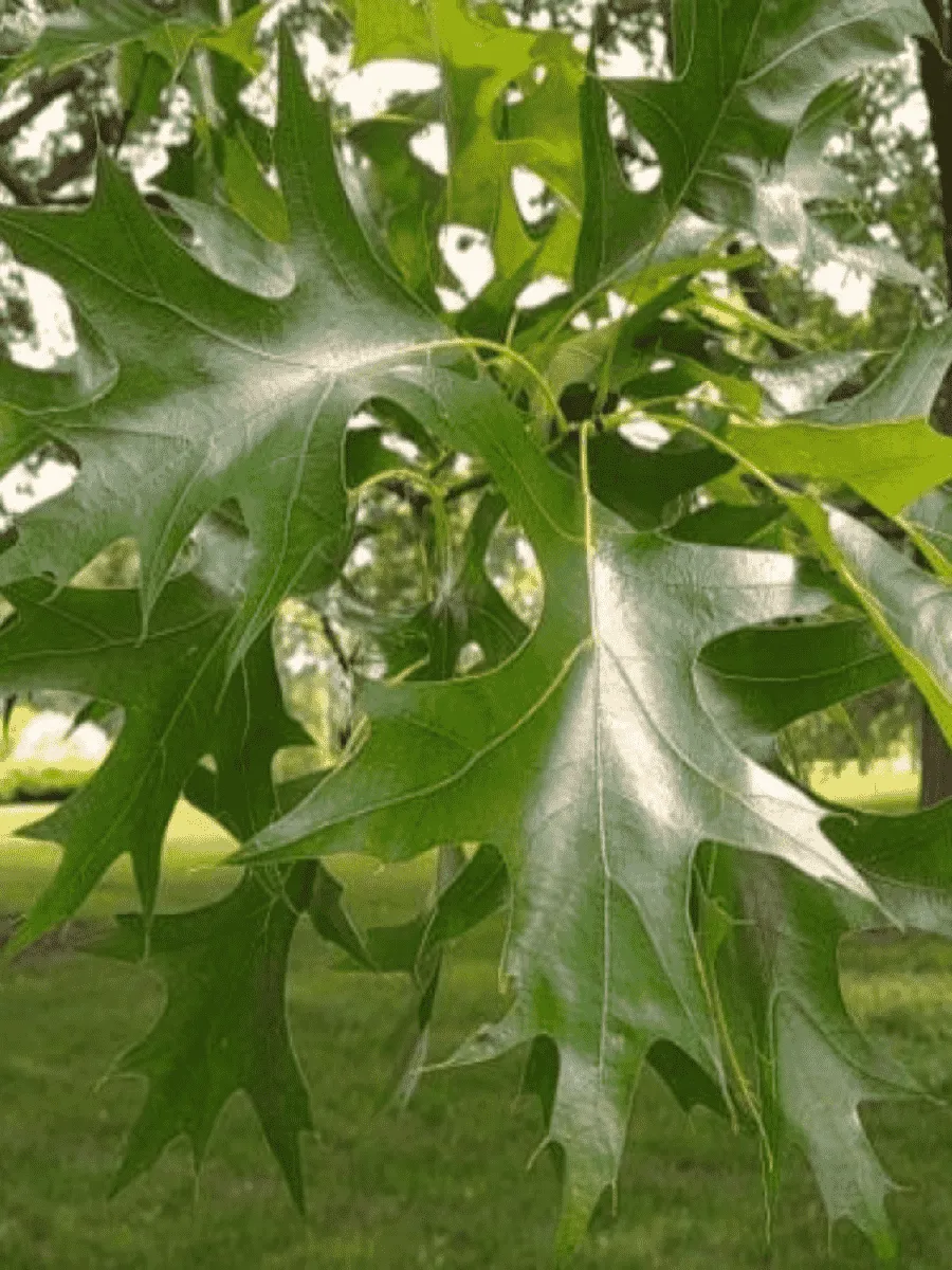 Дуб болотный