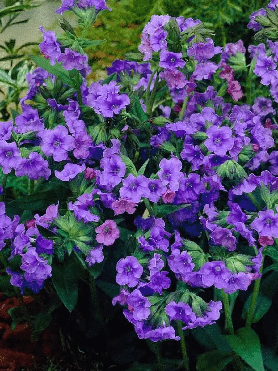 Медуница гибридная Blue Ensign