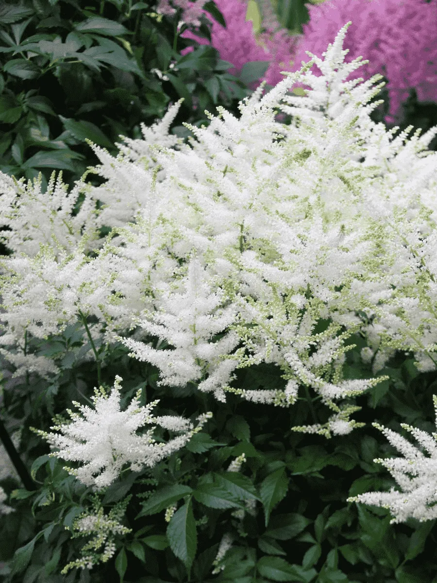 Астильба японская Queen of Holland