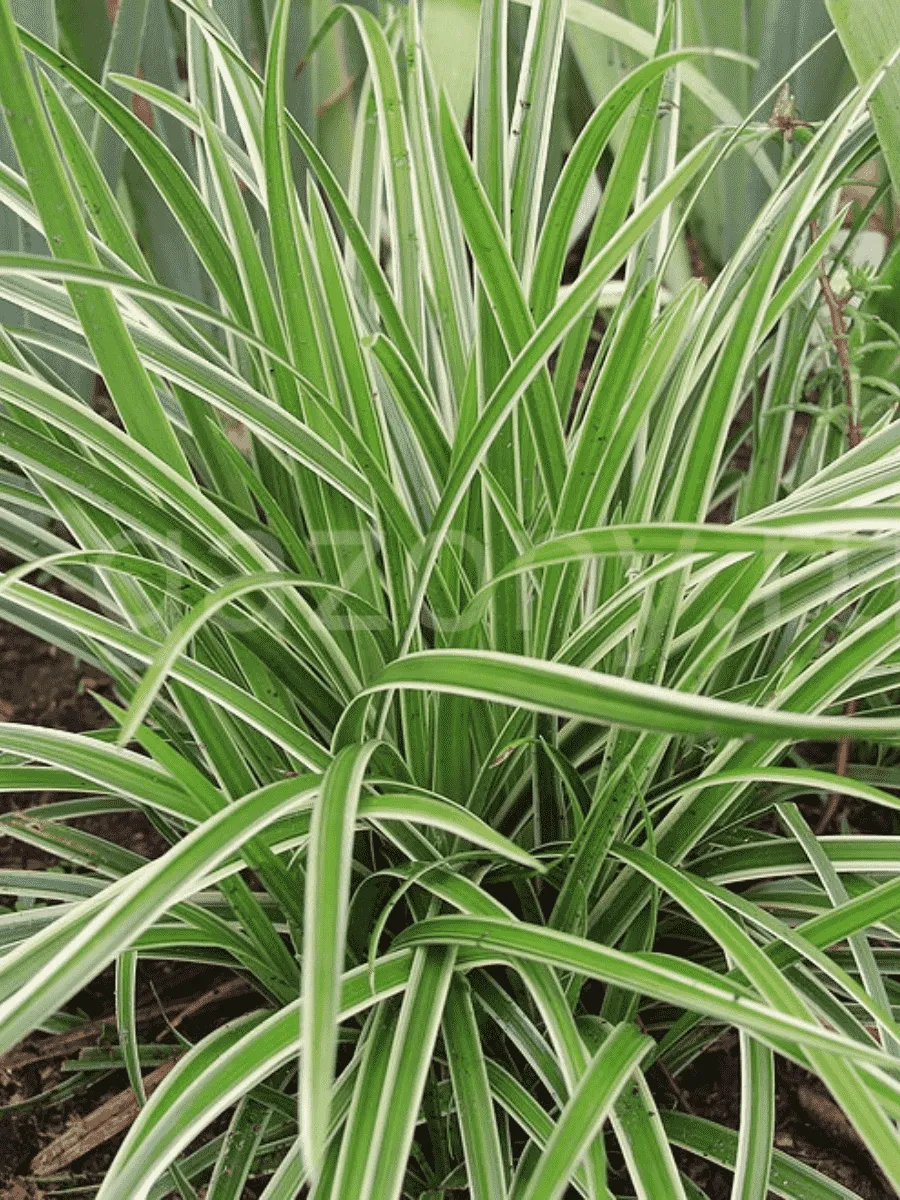 Осока Морроу Ice Dance