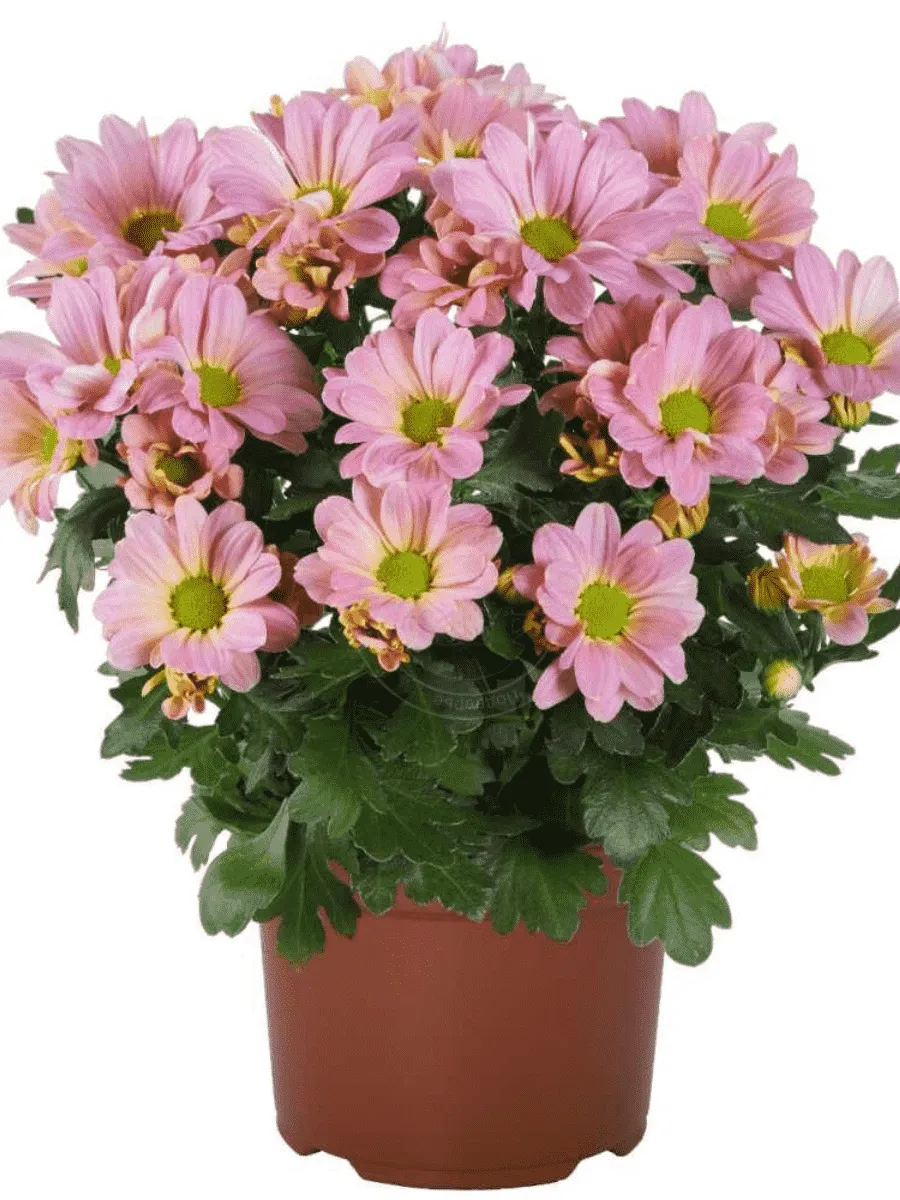 Хризантема Breeze Princess