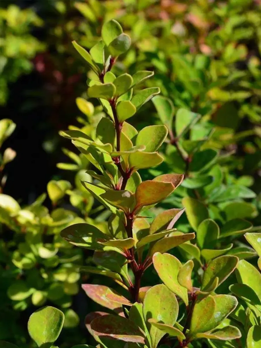 Барбарис Тунберга Powwow