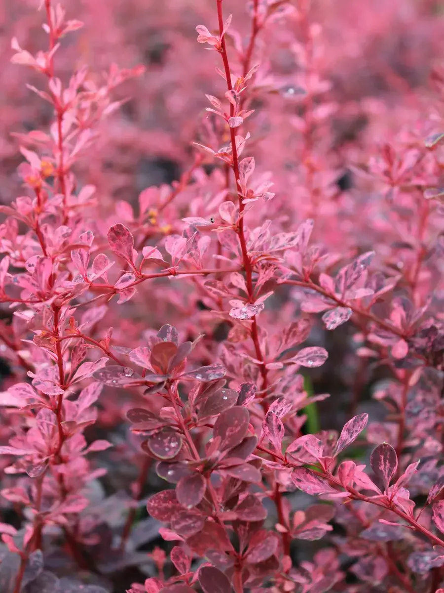 Барбарис Тунберга Pink Queen