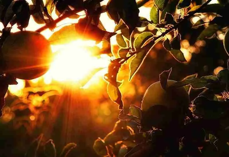 Лучшие солнцелюбивые растения Лучшие солнцелюбивые растения