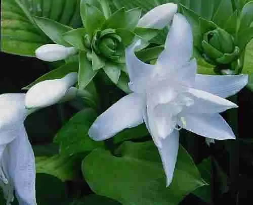 Хоста Aphrodite Хоста Aphrodite