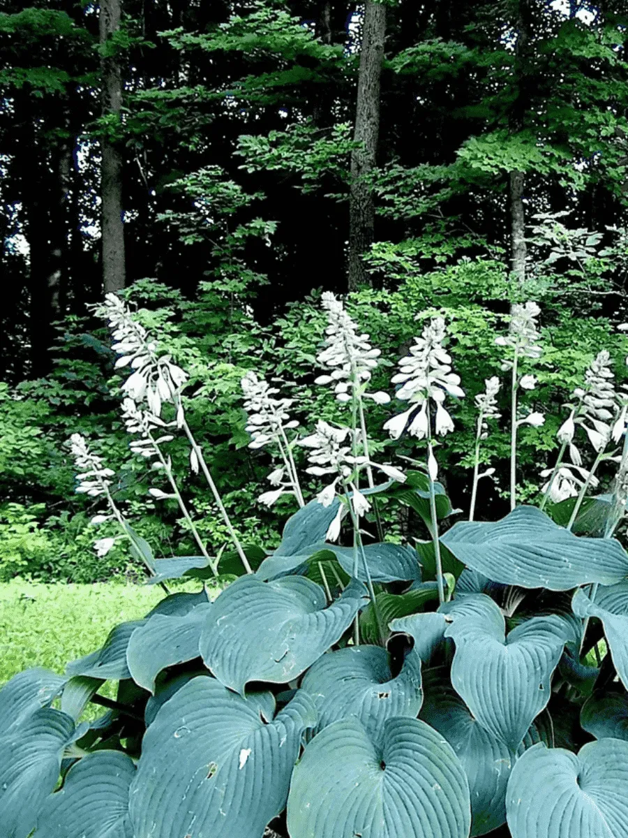 Хоста Blue Angel Хоста Blue Angel