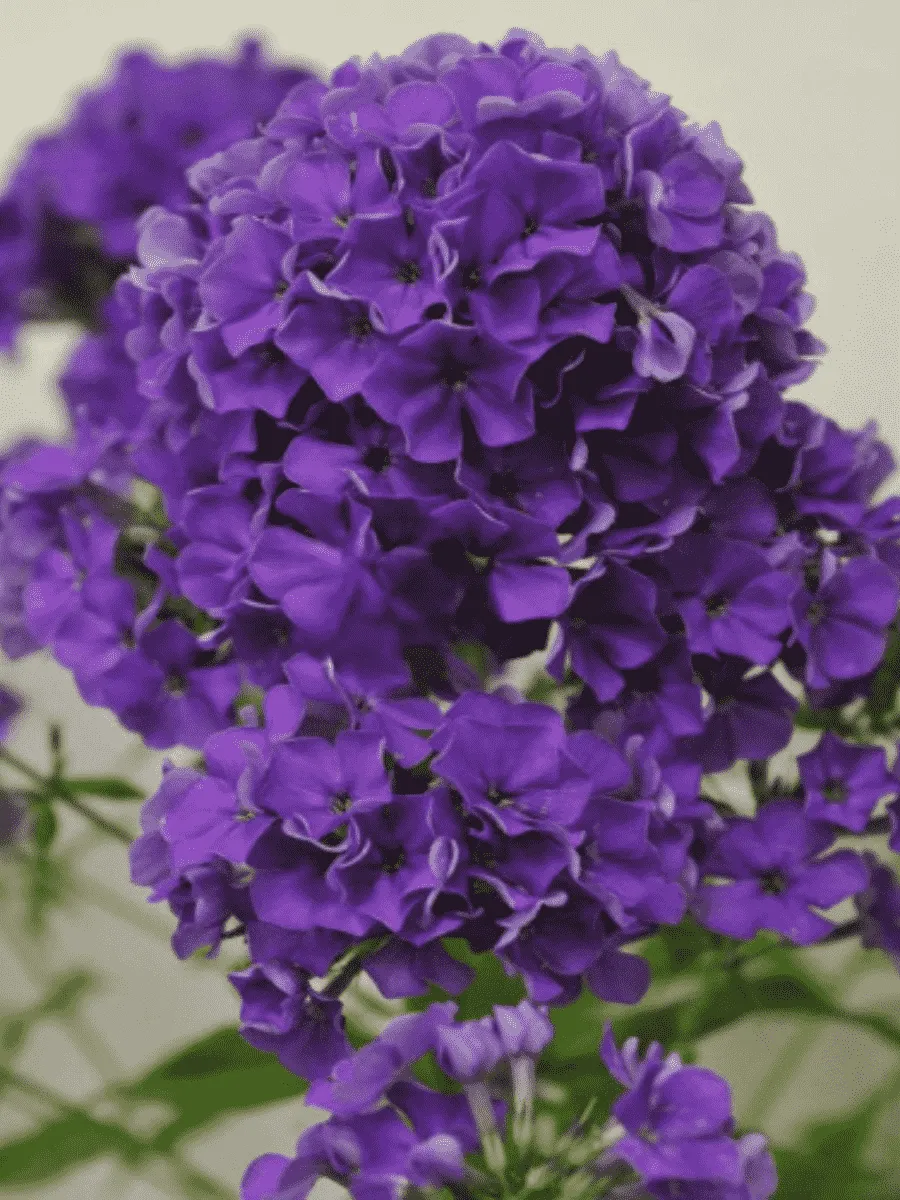 Флокс метельчатый Гардемарин Флокс метельчатый Гардемарин