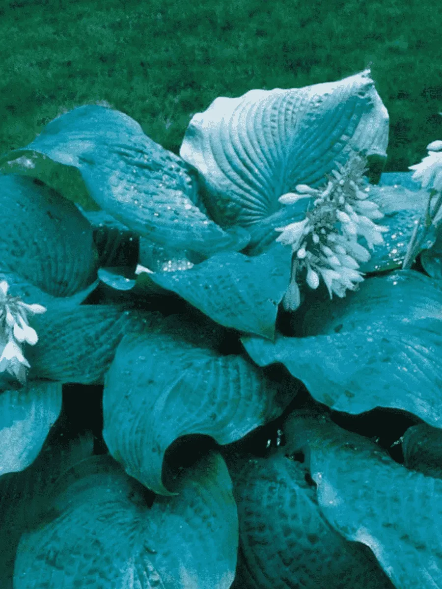 Хоста Blue Mammoth Хоста Blue Mammoth