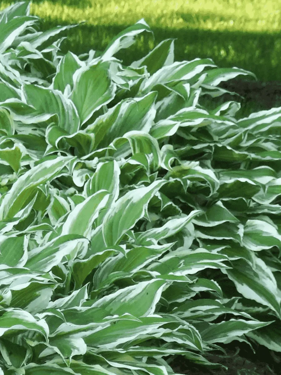 Хоста Antioch Хоста Antioch